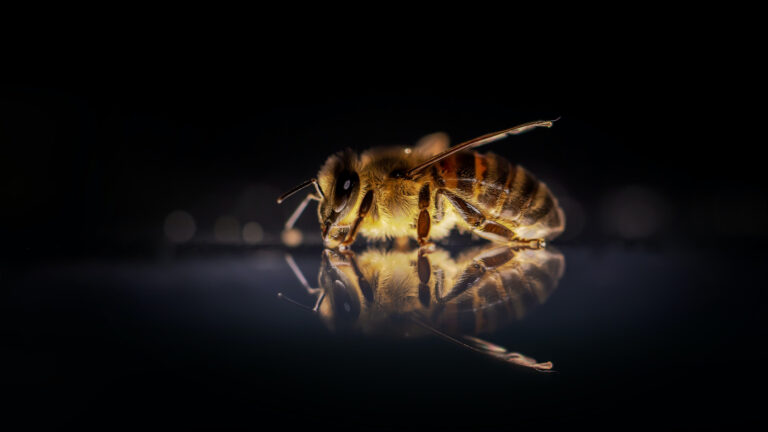 bee